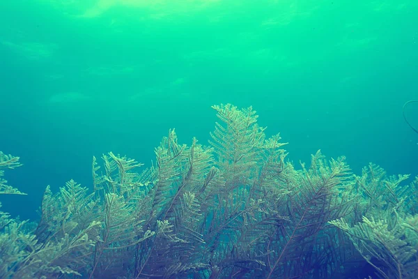 Korallenriff Vintage Toning Ungewöhnliche Landschaft Unterwasserwelt Meeresnatur — Stockfoto