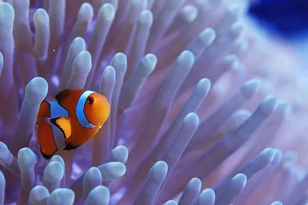 Clown Fish Coral Reef Makro Podwodne Sceny Widok Ryb Koralowych — Zdjęcie stockowe