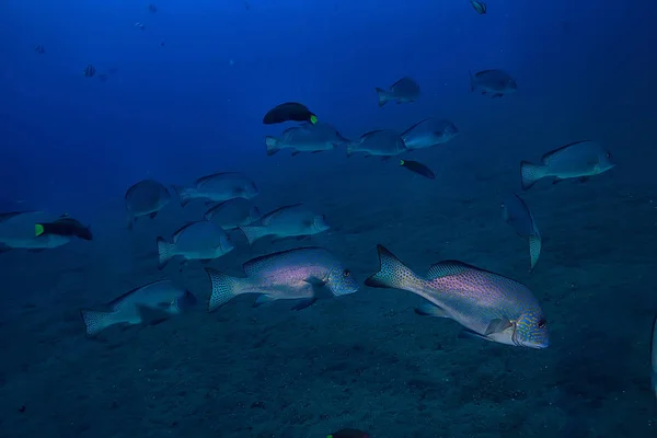 Marina Eko System Undervattens Utsikt Blå Havet Vild Natur Havet — Stockfoto