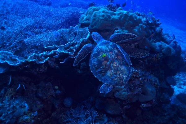 sea turtle underwater / exotic nature sea animal underwater turtle