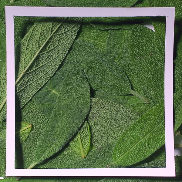 Πράσινα Φύλλα Πλαίσιο Αφηρημένο Φόντο Ασυνήθιστο Πράσινο Φόντο Φύση Έννοια — Φωτογραφία Αρχείου