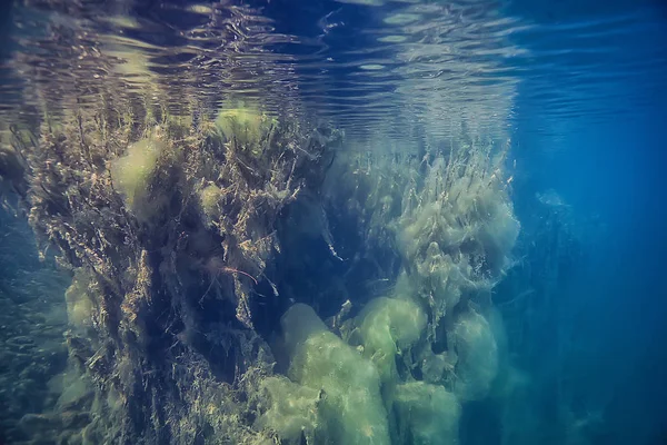 Doğa Göl Manzara Mavi Çevre Sualtı Şeffaf — Stok fotoğraf