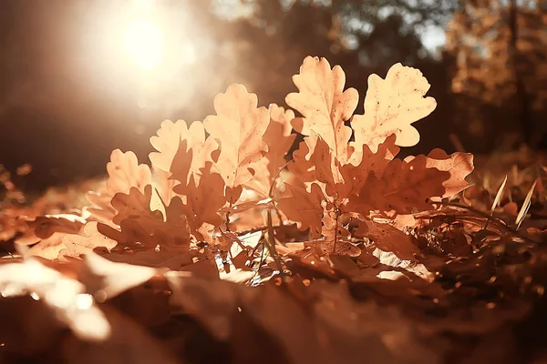 Herfst Landschap Achtergrond Met Gele Bladeren Zonnige Herfst Dag Zonnestralen — Stockfoto