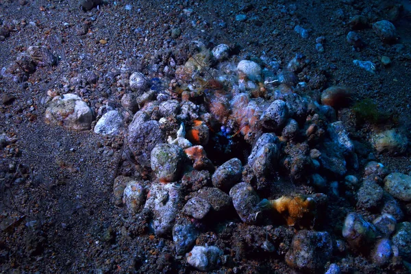 Shrimp Mantis Unterwasser Unterwasser Szene Auf Einem Korallenriff Tropisches Meer — Stockfoto