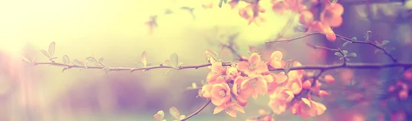 Magnolia Fiore Primavera Giardino Bei Fiori Primavera Sfondo Rosa Fiori — Foto Stock