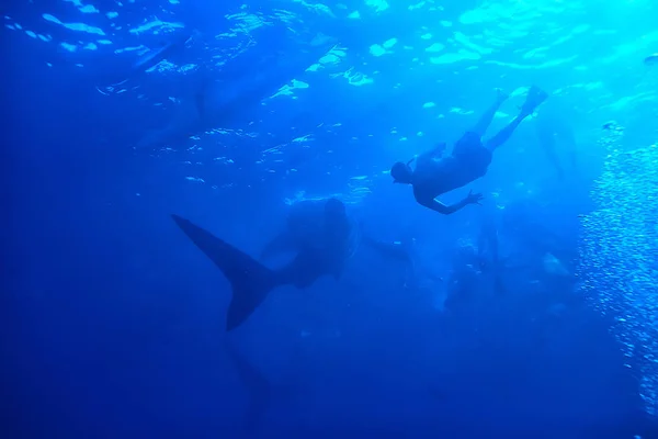 Подводная Сцена Коралловый Риф Ландшафт Дикой Природы Мирового Океана — стоковое фото