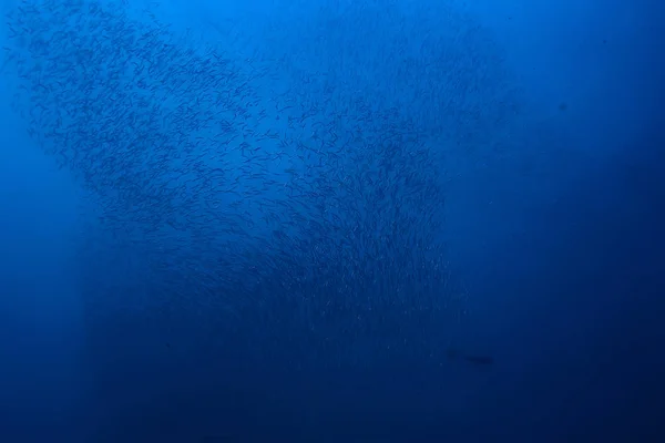 Pod Wodą Oceanu Krajobraz Podwodny Świat Scena Niebieski Idyll Natura — Zdjęcie stockowe