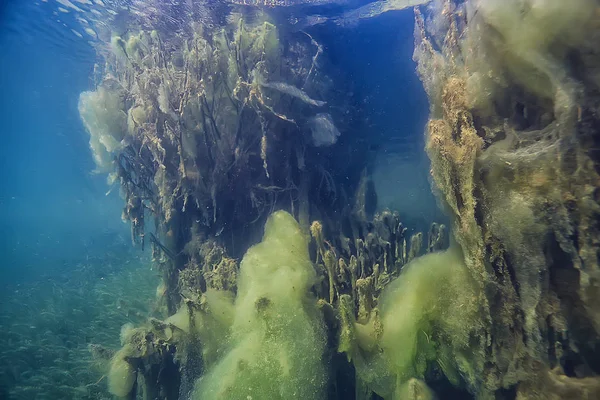 Subacqueo Verde Paesaggio Natura Subacquea Ecologia Lago Immersioni Subacquee — Foto Stock