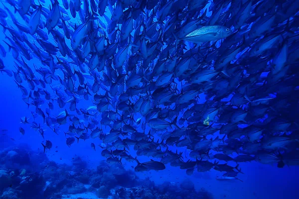 Mnoho Caranx Podmořské Velké Rybí Hejno Podmořský Svět Oceánský Ekologický — Stock fotografie