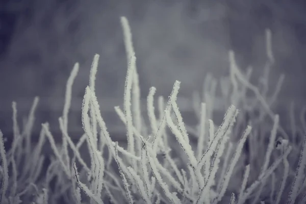 抽象的な背景の風景冬の森 覆われた木の枝 雪の天気のクリスマスの背景 — ストック写真