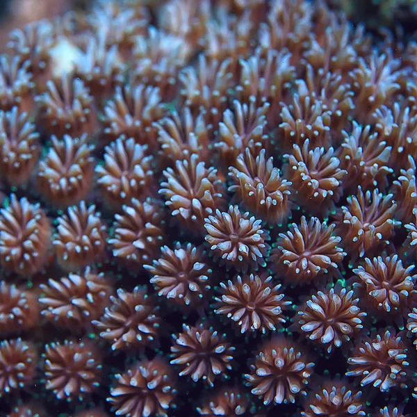 Ecossistema Marinho Vista Subaquática Oceano Azul Natureza Selvagem Mar Fundo — Fotografia de Stock