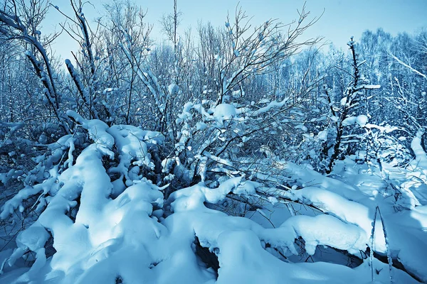 Vinter Landskap Skogen Snöigt Väder Januari Vackra Landskap Den Snöiga — Stockfoto