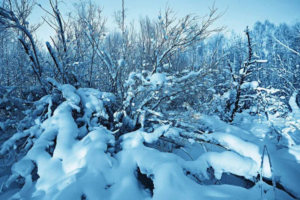 Paysage Hivernal Dans Forêt Temps Neigeux Janvier Beau Paysage Dans — Photo