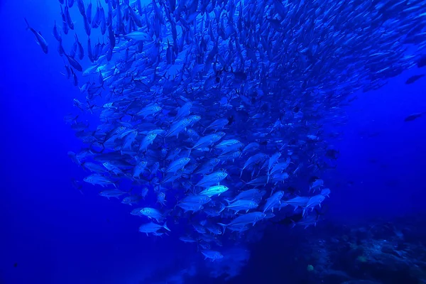 Beaucoup Caranx Sous Marin Grand Troupeau Poissons Monde Sous Marin — Photo