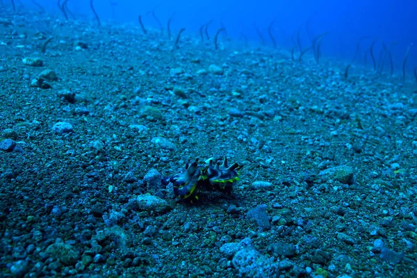 Cuttlefish Subaquático Subaquático Mundo Vida Marinha Animais Selvagens Mergulho Oceano — Fotografia de Stock