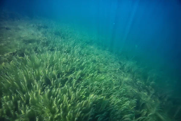 Paisaje Verde Submarino Naturaleza Ecología Submarina Lago Buceo Salvaje —  Fotos de Stock