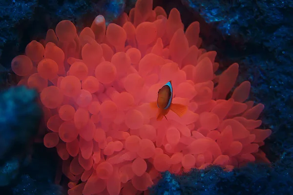 Clown Fish Coral Reef Macro Underwater Scene View Coral Fish — стоковое фото