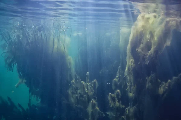 Lasy Namorzynowe Podwodny Krajobraz Tło Abstrakcyjne Krzewy Drzewa Wodzie Przezroczysty — Zdjęcie stockowe