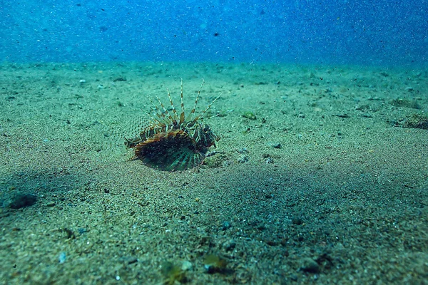 Marine Ecosystem Underwater View Blue Ocean Wild Nature Sea Abstract — Stock Photo, Image