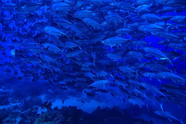 Mnoho Caranx Podmořské Velké Rybí Hejno Podmořský Svět Oceánský Ekologický — Stock fotografie