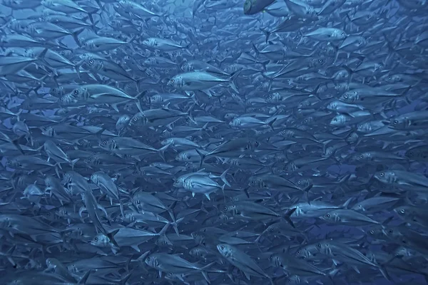 Deniz Ekosistemi Sualtı Görünümü Denizdeki Mavi Okyanus Vahşi Doğa Soyut — Stok fotoğraf