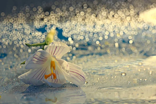 Белый Крокус Весенний Цветок Весенний Абстрактный Фон Концепция Природы — стоковое фото