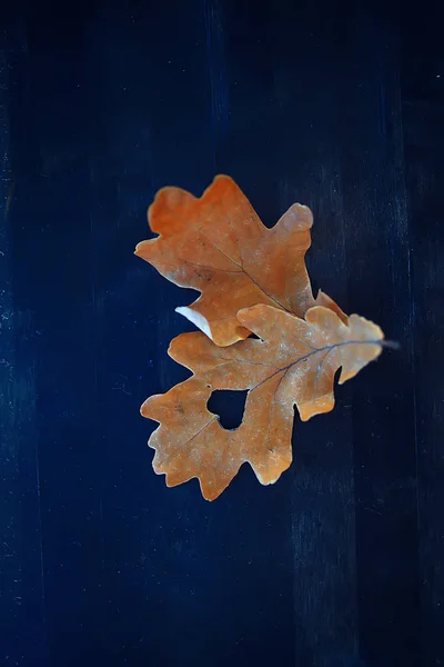 Autumn Heart Oak Yellow Leaf Heart Symbol Autumn Decoration Concept — ストック写真