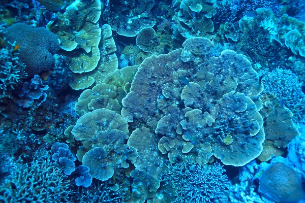 coral reef macro / texture, abstract marine ecosystem background on a coral reef