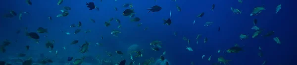 Sous Eau Océan Paysage Monde Sous Marin Scène Bleu Idylle — Photo