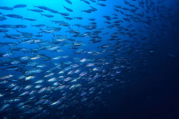 Lot Small Fish Sea Water Fish Colony Fishing Ocean Wildlife — Stock Photo, Image