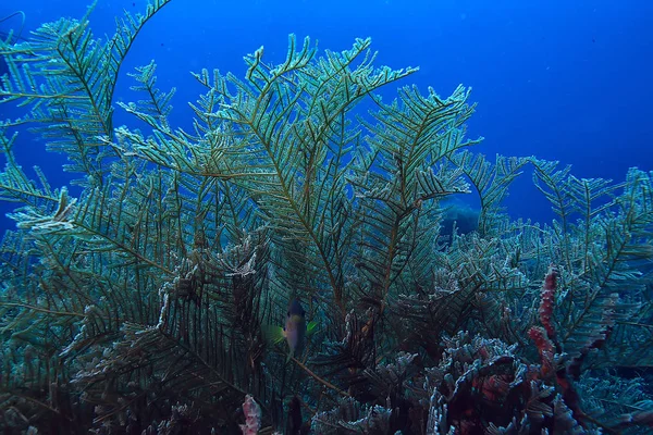 Gorgonian Large Branching Coral Reef Seascape Underwater Life Ocean — Stock Photo, Image