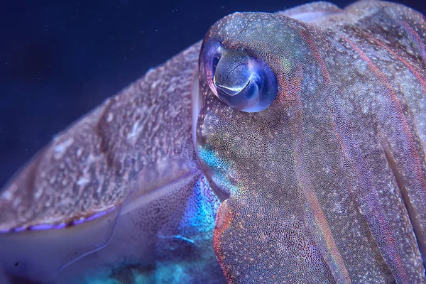 Seppia Mondo Subacqueo Sottomarino Fauna Marina Fauna Selvatica Immersioni Nell — Foto Stock