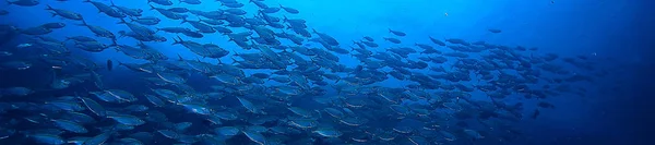 Scad Jamb Water Sea Ecosystem Large School Fish Blue Background — Stock Photo, Image