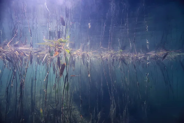 Unterwasser Grüne Landschaft Natur Unterwasser Ökologie See Wildes Tauchen — Stockfoto