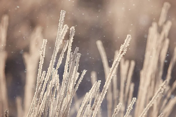 Astratto Sfondo Paesaggio Inverno Foresta Gelo Coperto Rami Albero Nevoso — Foto Stock