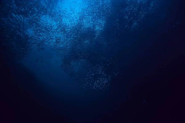 海洋中的许多小鱼在水下 海洋野生动物现场 — 图库照片