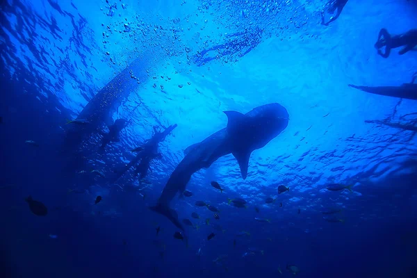 Tiburón Ballena Escena Paisaje Abstracto Bajo Agua Peces Marinos Grandes — Foto de Stock