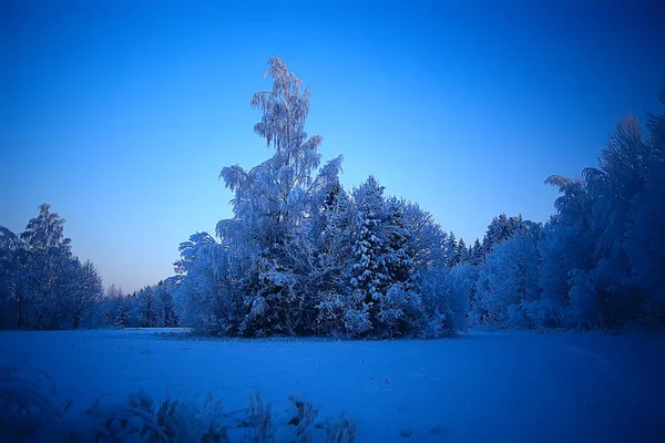 Paysage Hivernal Dans Forêt Temps Neigeux Janvier Beau Paysage Dans — Photo