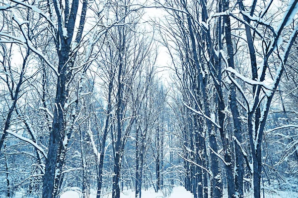 Abstrait Arrière Plan Paysage Hiver Forêt Arbres Gelés Branches Temps — Photo