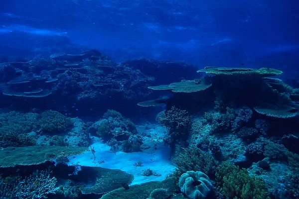 Korallzátony Víz Alatti Tengeri Korall Lagúna Óceán Ökoszisztéma — Stock Fotó