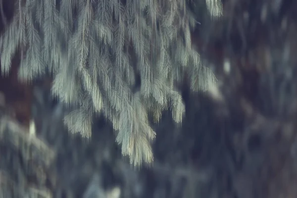 Абстрактний Ліс Розмиті Зимові Вертикальні Лінії Зимовий Лісовий Фон Абстрактний — стокове фото