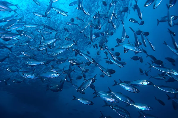 Много Мелкой Рыбы Море Водой Рыба Колонии Рыбалка Океан Дикой — стоковое фото