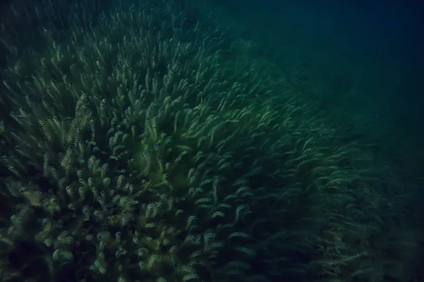 Podwodny Zielony Krajobraz Natura Podwodne Eko Ekologia Jezioro Dziki Nurkowanie — Zdjęcie stockowe