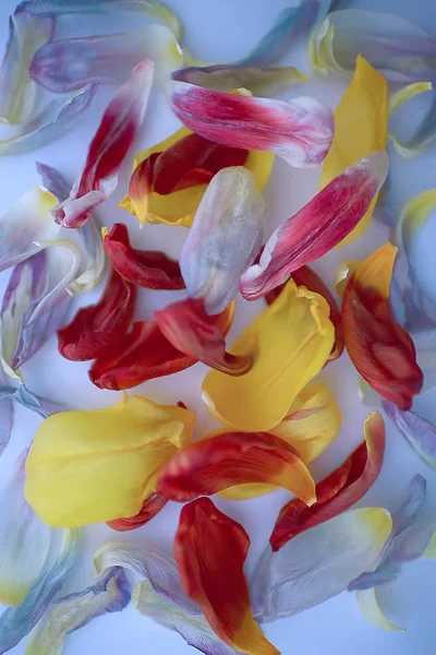 Arka Plan Bahar Tonlama Mor Sıradışı Çiçek — Stok fotoğraf