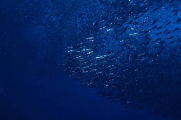 косяк под водой / морской экосистемой, большая рыба на синем фоне, живая абстрактная рыба
