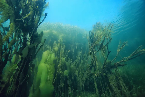 Manglares Paisaje Submarino Fondo Arbustos Abstractos Árboles Agua Agua Transparente —  Fotos de Stock