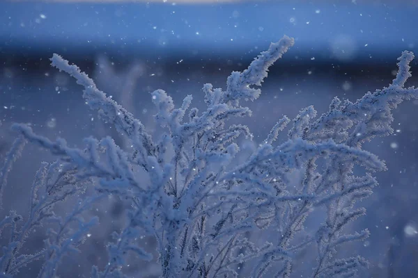 冬季景观在森林 雪的天气在一月 美丽的景观在雪的森林 — 图库照片
