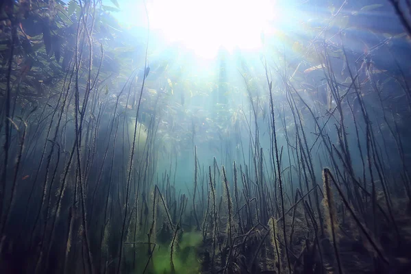 Sun Rays River Underwater Landscape Abstract Underwater Landscape Plants Fresh — Stock Photo, Image