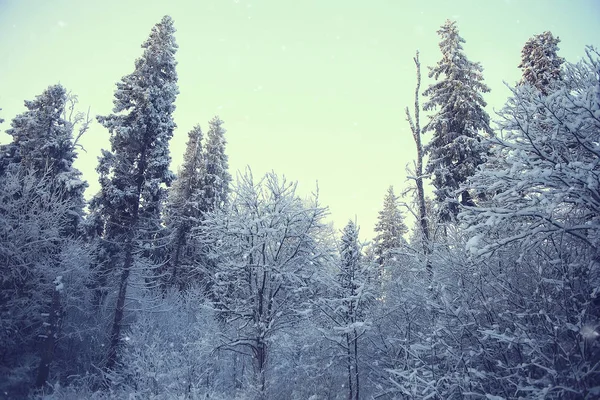 森の中の冬の風景 月の雪の天気 雪の森の美しい風景 北への旅 — ストック写真