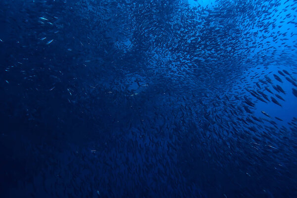 косяк под водой / морской экосистемой, большая рыба на синем фоне, живая абстрактная рыба
